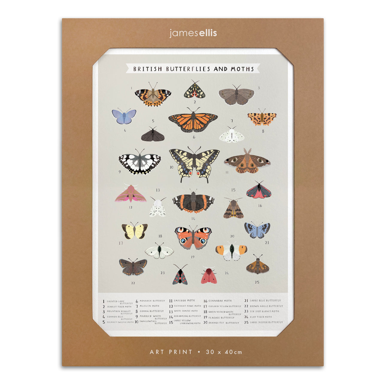 Y4698 - British Butterflies and Moths Print